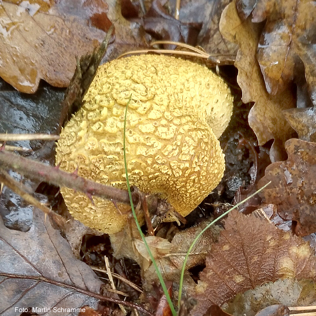 Kartoffelbovist, Foto: Martin Schramme, 2023