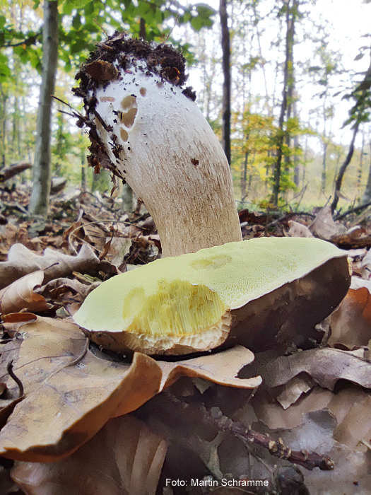 leckerer Steinpilz, Foto: Martin Schramme, 2024