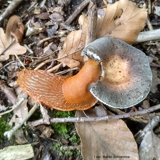 Nacktschnecken lieben Pilze, Foto: Martin Schramme, 2023