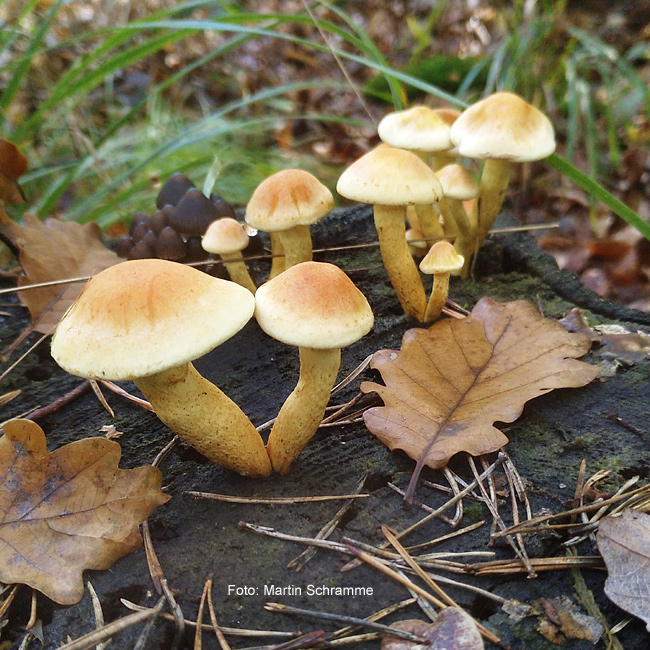 leckerer Pilz, Foto: Martin Schramme, 2023