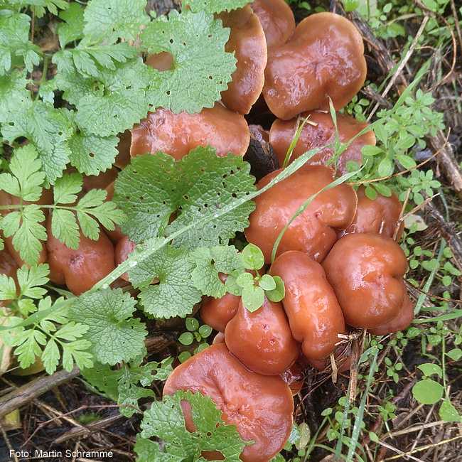 leckerer Pilz, Foto: Martin Schramme, 2023